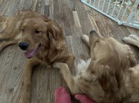 Gillette Family Farm Golden Retriever breeder