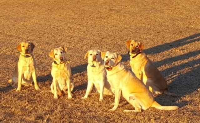 Bigsky Labradors