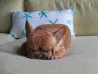 Noble's Florida Frenchies French Bulldogs French Bulldog breeder