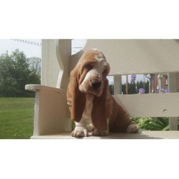 lowdown love basset hounds