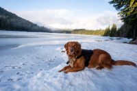 Alexander Roth - Golden Retriever Stud