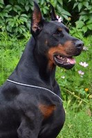 K9 GAURDIANS Doberman Pinscher breeder