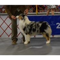 Blues Creek Aussies Australian Shepherd Dog breeder