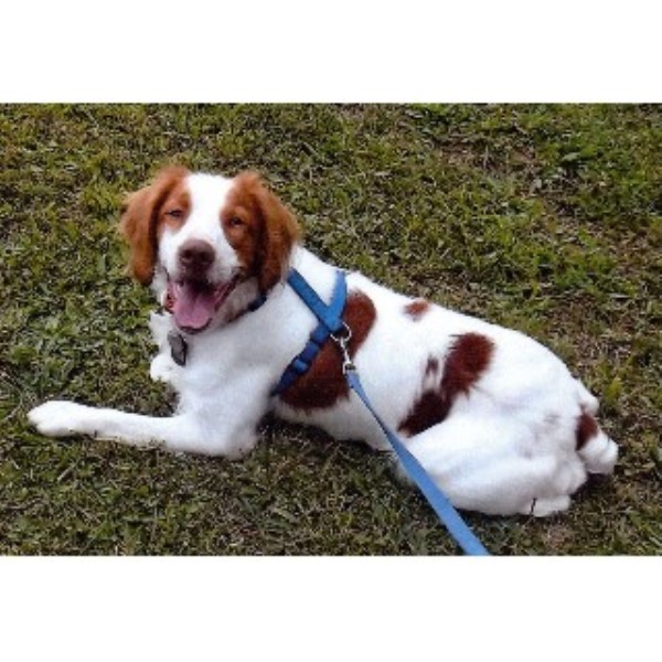 Best Dog Walkers In Boston Best Dog Walkers In Boston