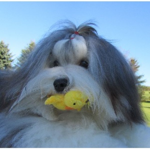 Accent Havanese