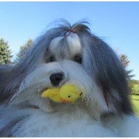 Accent Havanese Havanese breeder