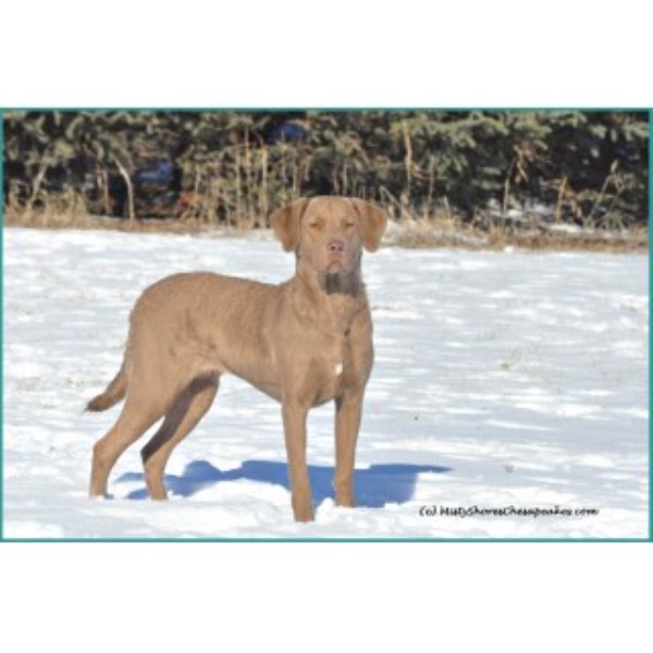 Chesapeake Bay Retriever Breeder 23678