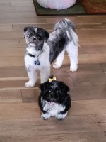 Jacqueline Rogers - Shih Tzu Stud