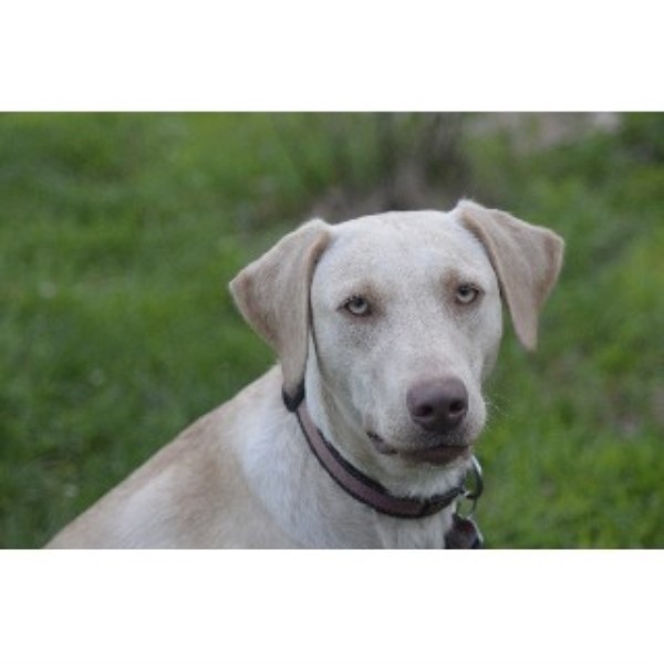 Labrador Retriever Breeder 21946