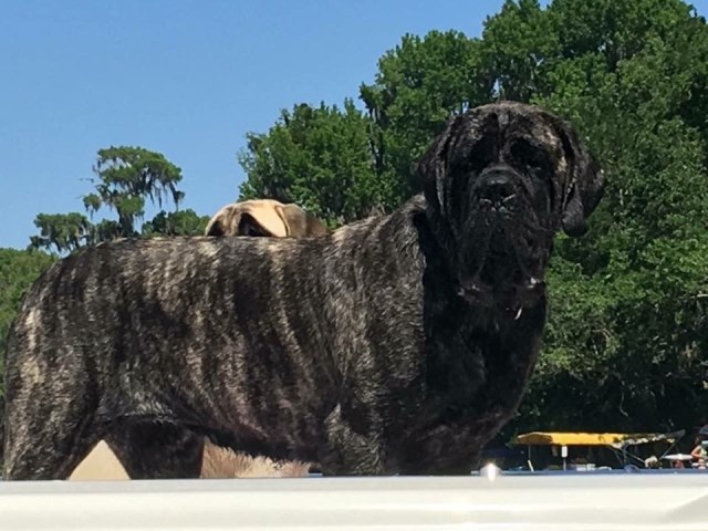 Mastiff Breeder 26372