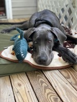 Hannah - Great Dane Stud