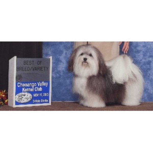 Havanese Breeder 22435