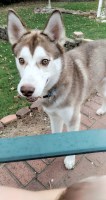 Mary - Siberian Husky Stud