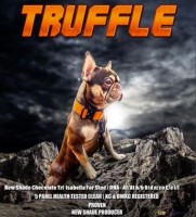 Lauren - French Bulldog Stud