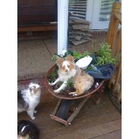 MarLoWin Aussies Miniature Australian Shepherd breeder