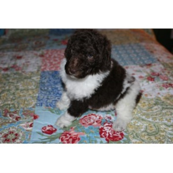 Goldendoodle Breeder 25038