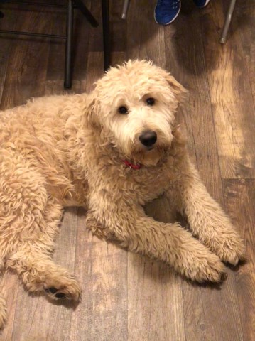 Goldendoodle Breeder 26869