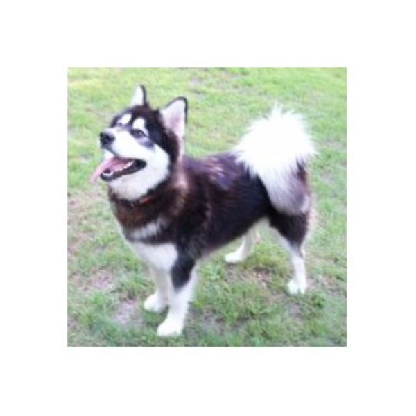 Alaskan Malamute Breeder 25269