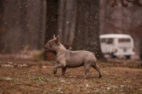 Kody Matheny - French Bulldog Stud