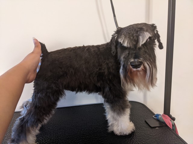 Miniature Schnauzer Stud 28577