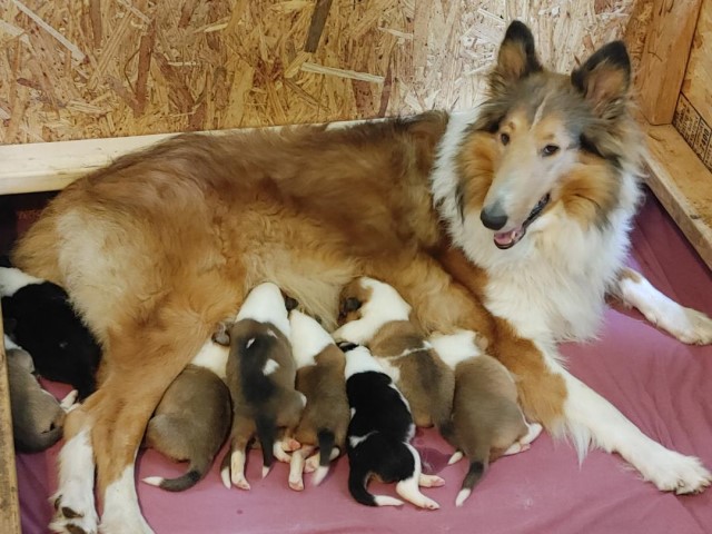 Collie Breeder 29505