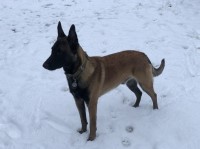 Malinois thumbnail