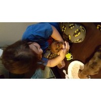 Mini Weenies Dachshund breeder