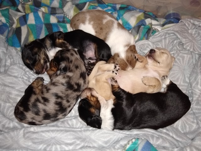 Two Sisters' Dachshunds