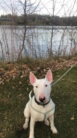 Courtney Sigler - Bull Terrier Stud