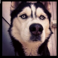 Keishla Gonzalez - Siberian Husky Stud