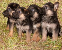 German Shepherd Puppies Fl German Shepherd Dog breeder