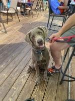 Kathleen Bryer - Labrador Retriever Stud