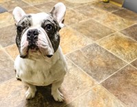 Jenn Solis - French Bulldog Stud