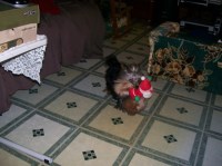 Shirley Shepard - Yorkshire Terrier Stud