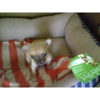Marlene - Chihuahua Breeder Chihuahua breeder
