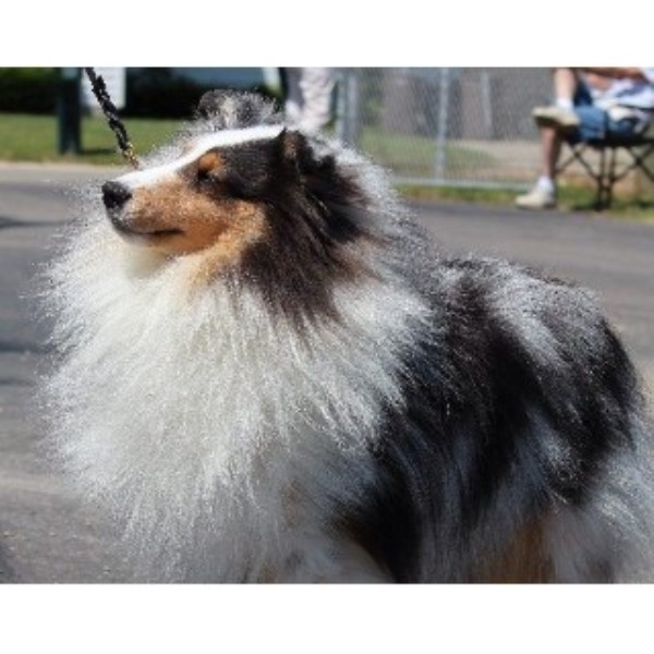 puppy trenton mi leigh hi shetland sheepdogs shetland sheepdog stud in trenton michigan puppy trenton mi leigh hi shetland sheepdogs shetland sheepdog stud in trenton michigan