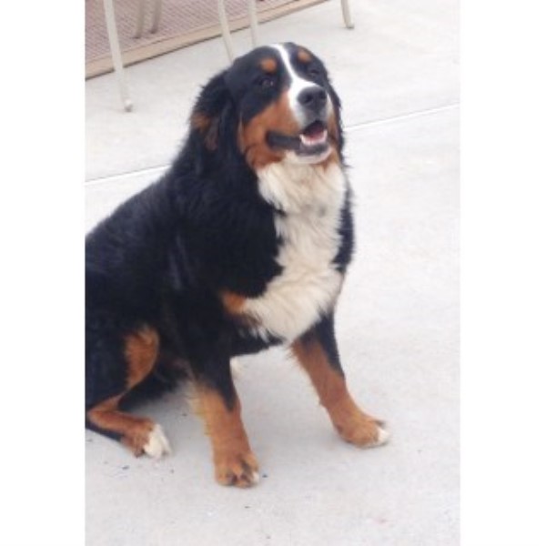 puppies york pa william shoemaker bernese mountain stud in york pennsylvania puppies york pa william shoemaker bernese mountain stud in york pennsylvania