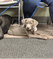 Jaime Clark - Labrador Retriever Stud