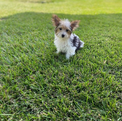 Yorkshire Terrier Stud 29770