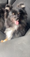 Jessica Perold - Pomeranian Stud