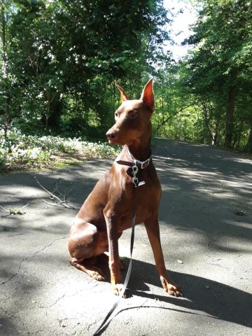 Doberman Pinscher Stud 26913