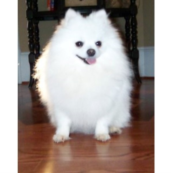 Burnette's Exclusive Pomeranians