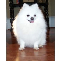 Burnette's Exclusive Pomeranians Pomeranian for breeder