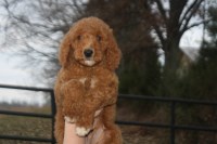 Hopper Family Standards Poodle Standard breeder