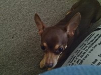 Georget Mcintosh - Chihuahua Stud