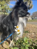 Seth Zeiler - Pomeranian Stud