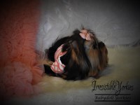 Irresistible Yorkies Yorkshire Terrier breeder