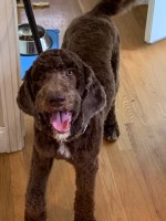 Jay Lawlor - Labradoodle Stud