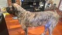 Bullmastiff thumbnail