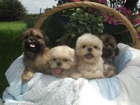 Shih Tzu Breeders Long Island Shih Tzu Breeders Long Island